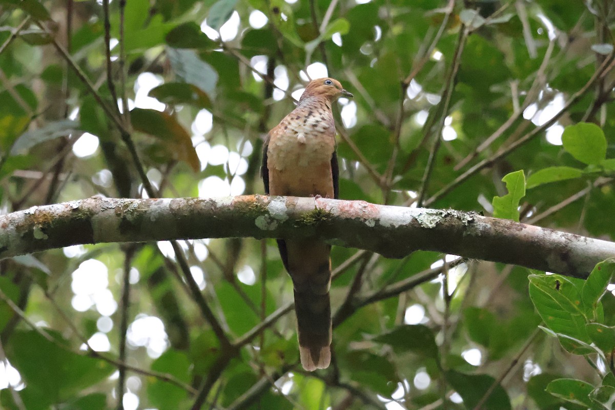 Little Cuckoo-Dove - ML643073487