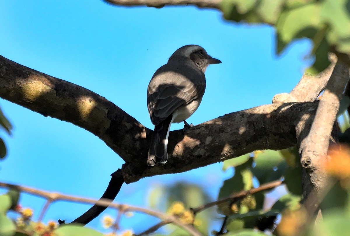 Common Woodshrike - ML643073491
