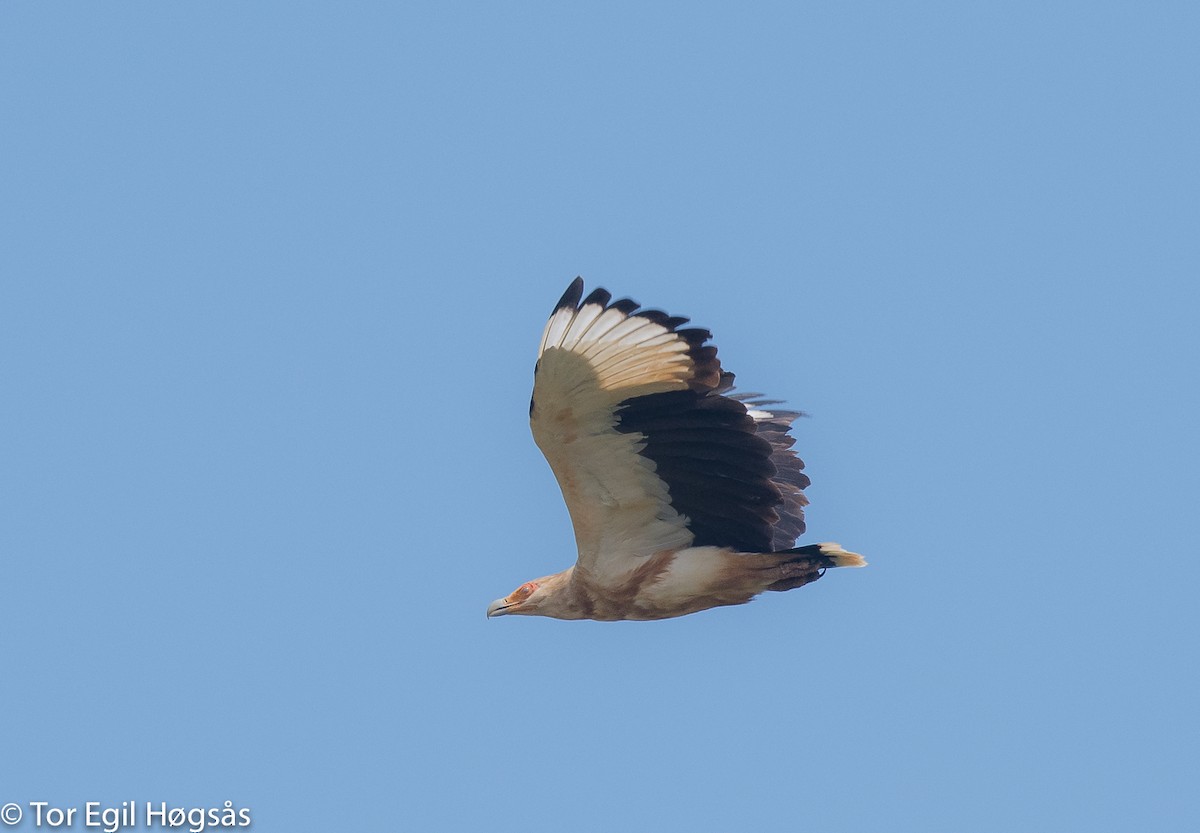 Palm-nut Vulture - ML64307351