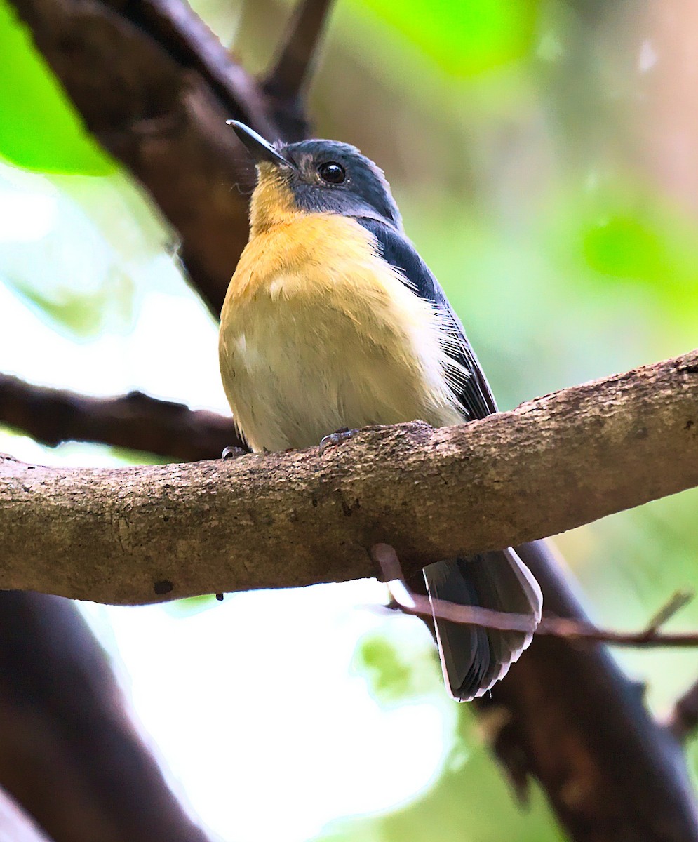 Tickell's Blue Flycatcher - ML643073521