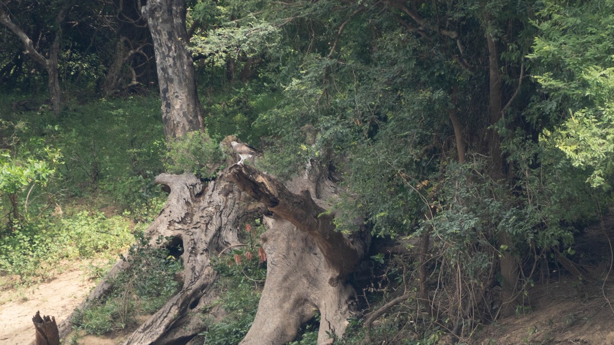 Lesser Fish-Eagle - ML643073528