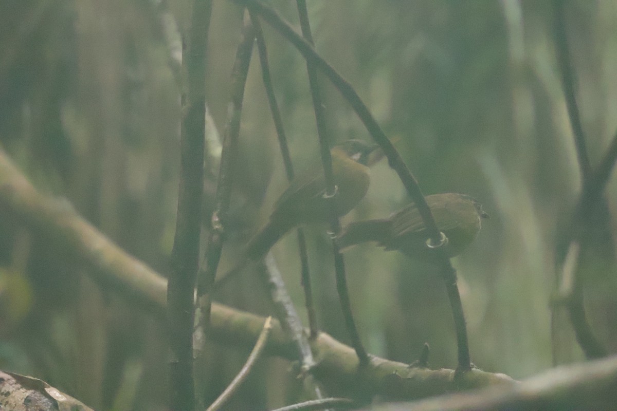 Gray-throated Babbler - ML643073530