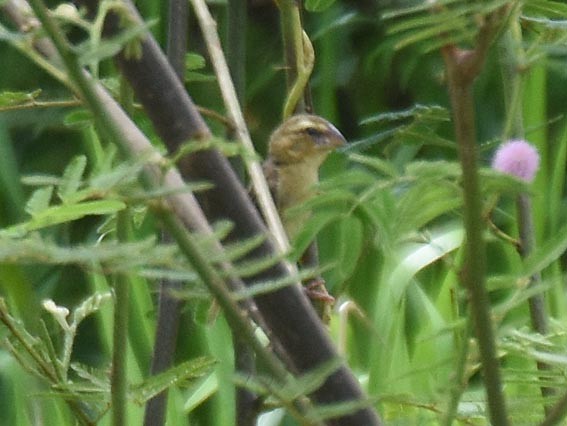 Asian Golden Weaver - ML643073533