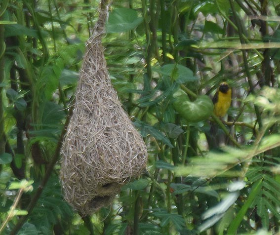 Asian Golden Weaver - ML643073537