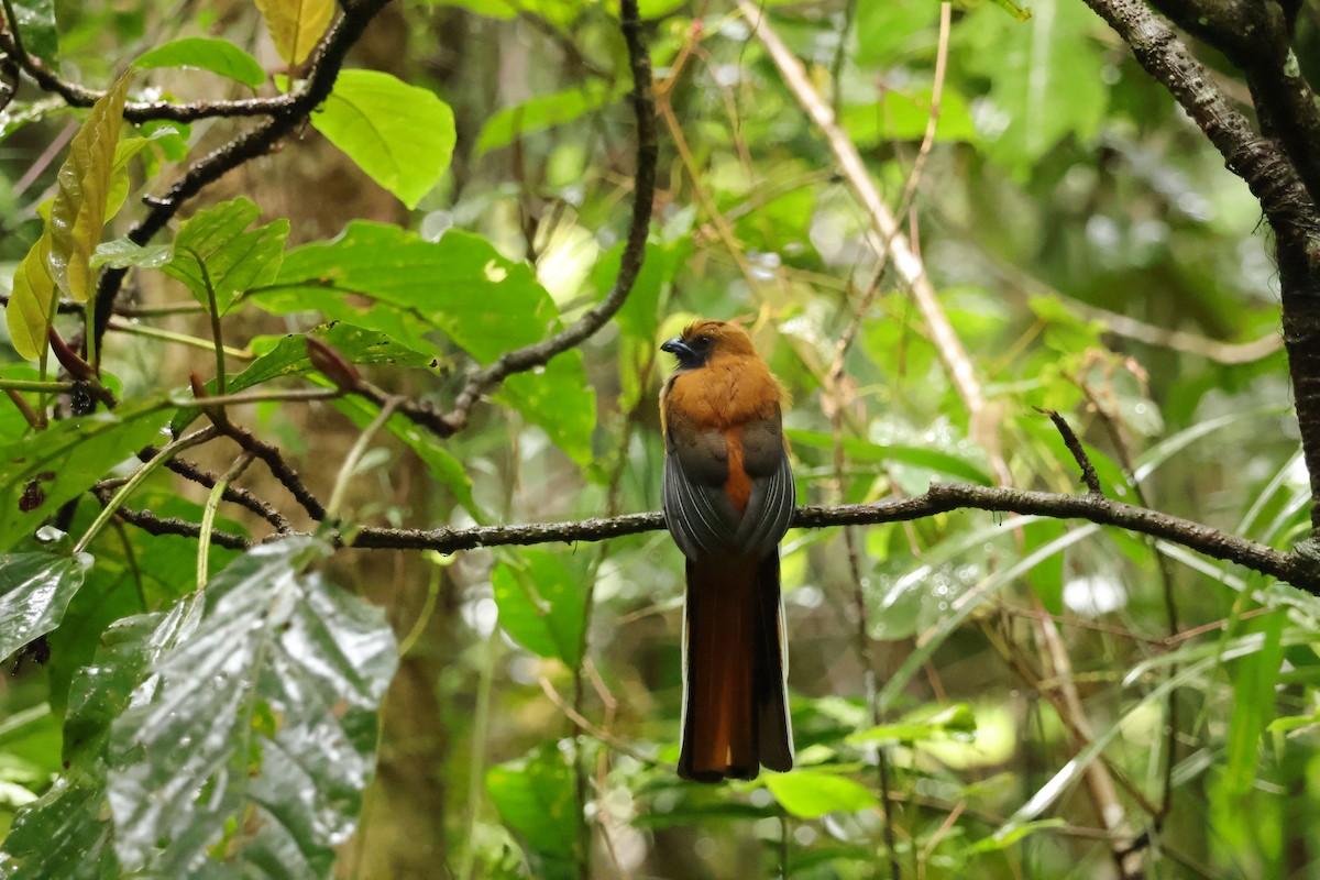 Whitehead's Trogon - ML643073541