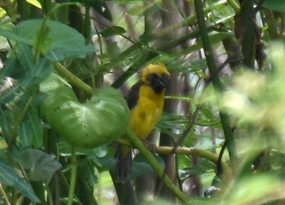 Asian Golden Weaver - ML643073542