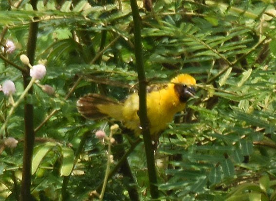 Asian Golden Weaver - ML643073546