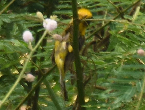 Asian Golden Weaver - ML643073552