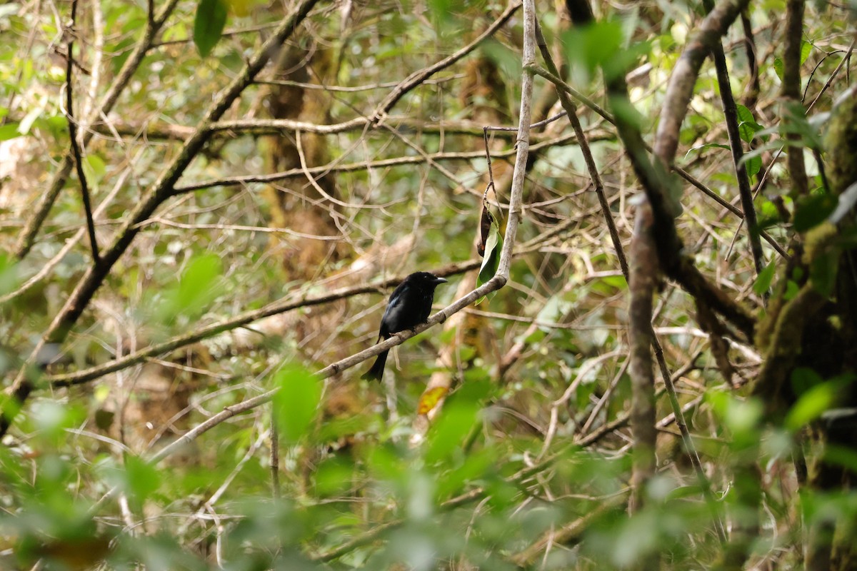 Hair-crested Drongo (Bornean) - ML643073553