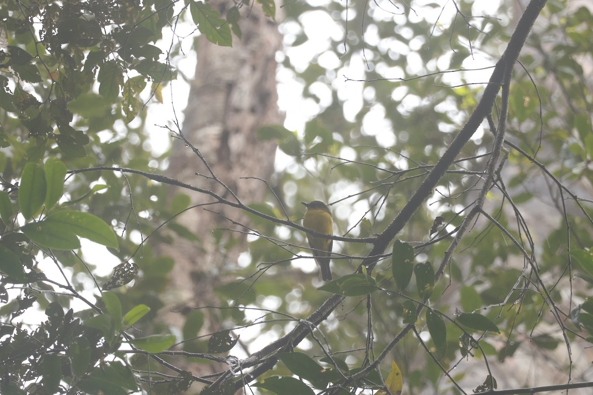 Bornean Whistler - ML643073559