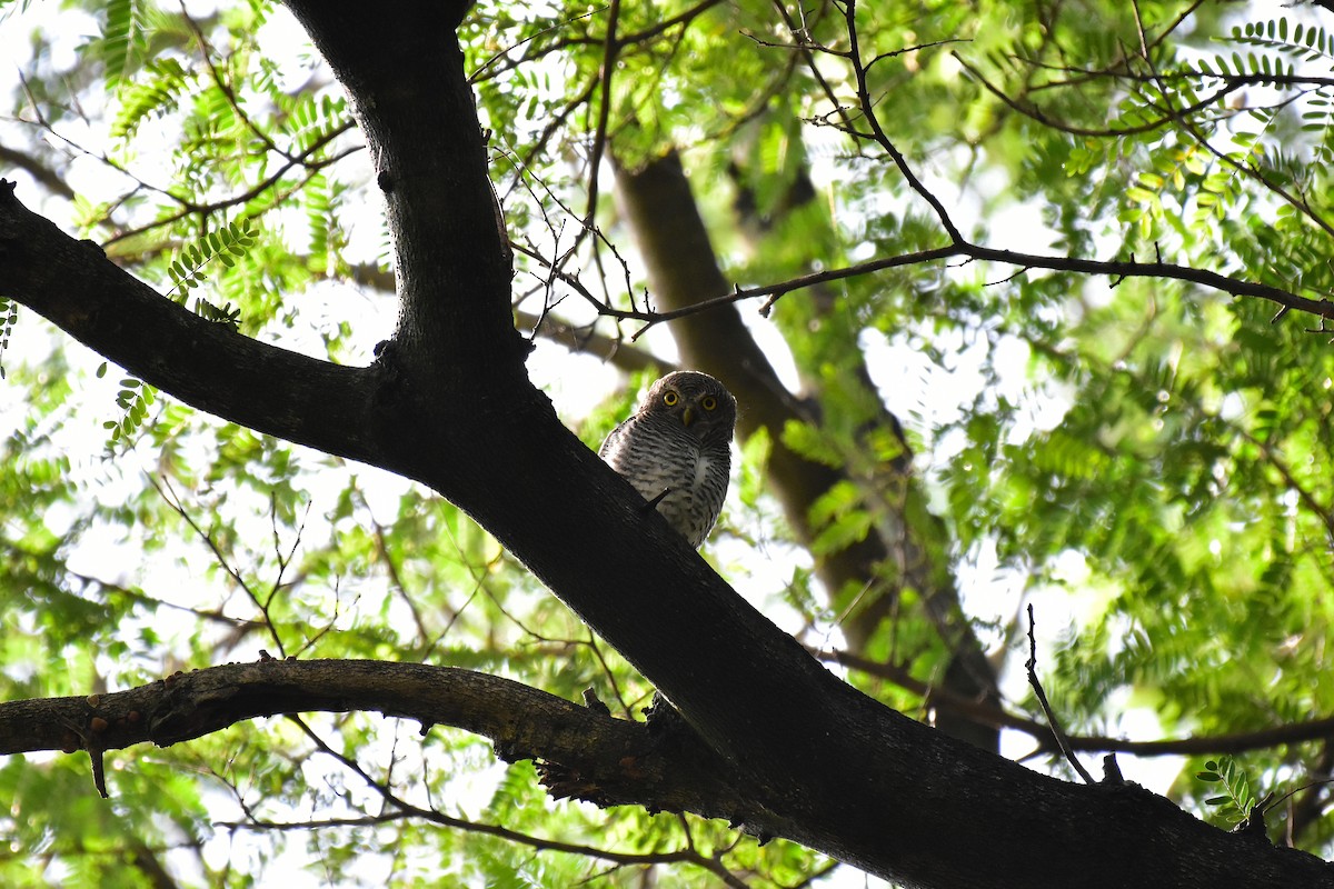 Jungle Owlet - ML643073591
