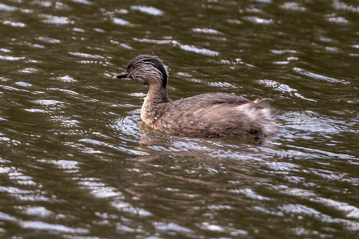 Hoary-headed Grebe - ML643073602