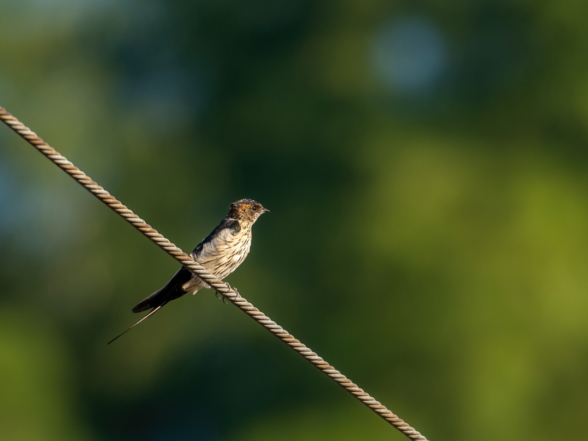 Eastern Red-rumped Swallow (Striated) - ML643073611