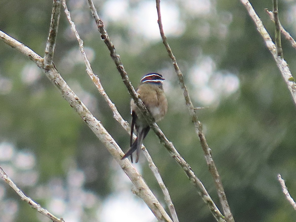 Whiskered Treeswift - ML643073614