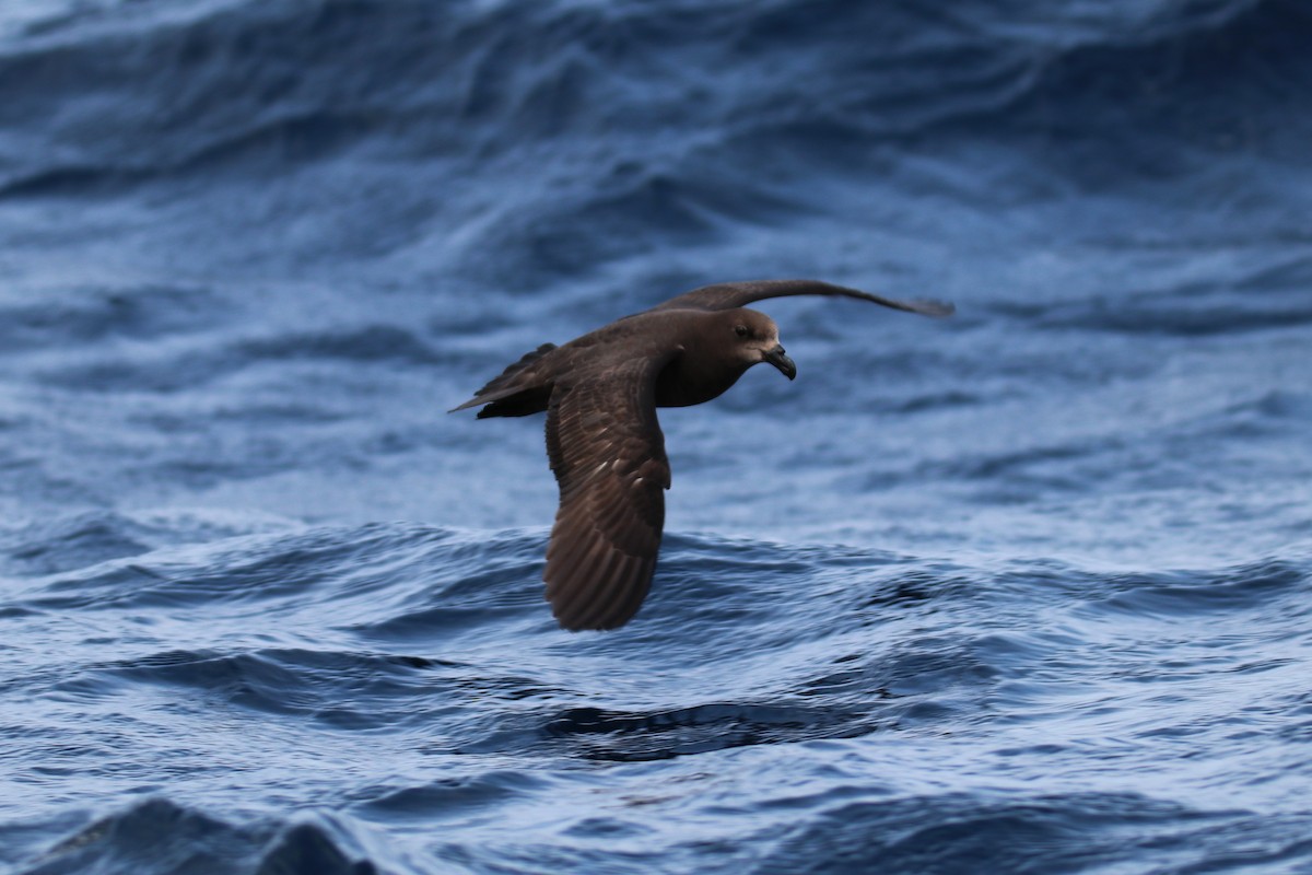 Gray-faced Petrel - ML643073636
