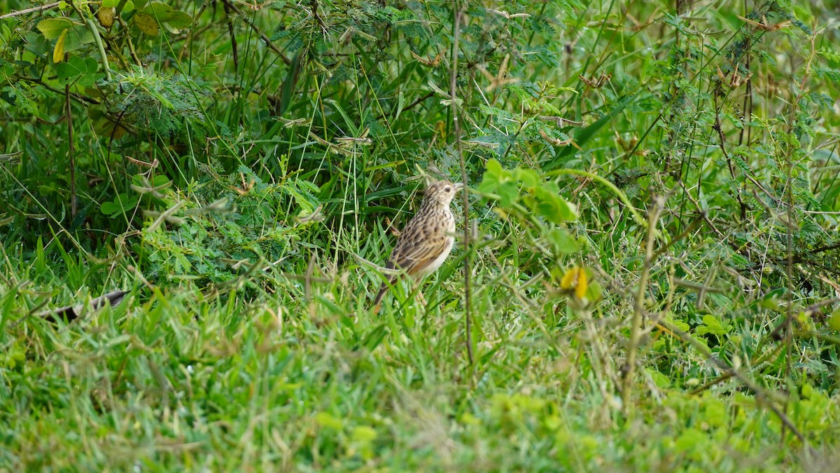 Jerdon's Bushlark - ML643073644