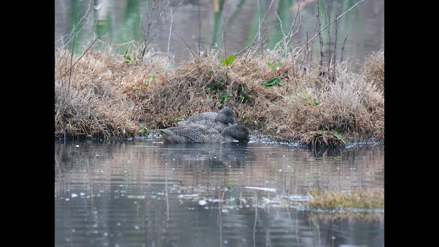 Freckled Duck - ML643073646