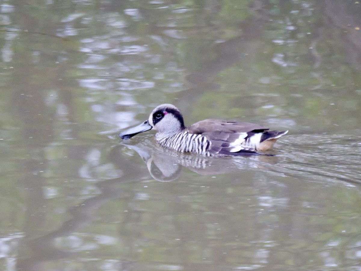 Pink-eared Duck - ML643073691