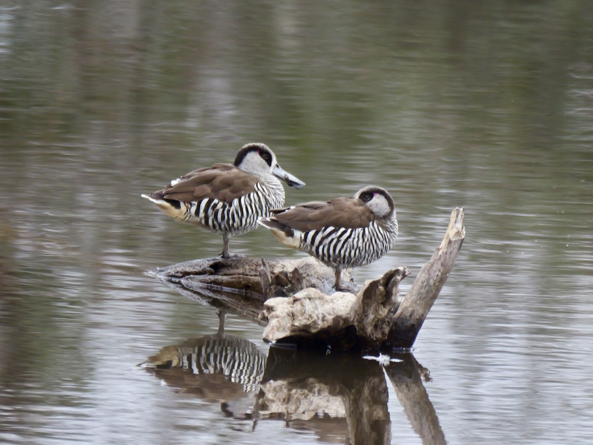 Pink-eared Duck - ML643073692