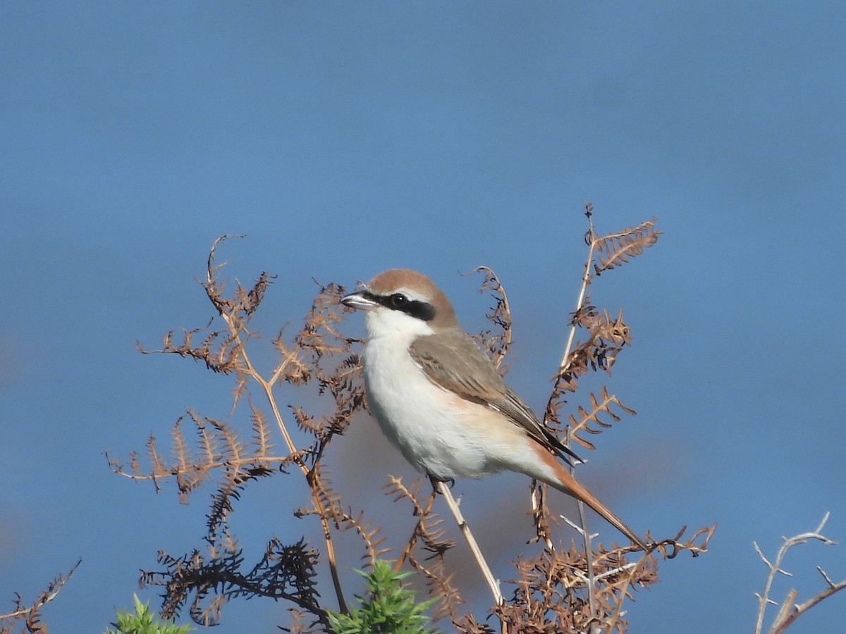 Red-tailed Shrike - ML643073695