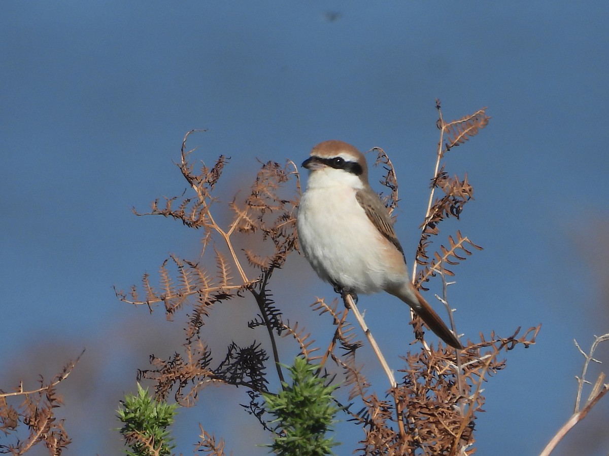 Red-tailed Shrike - ML643073696