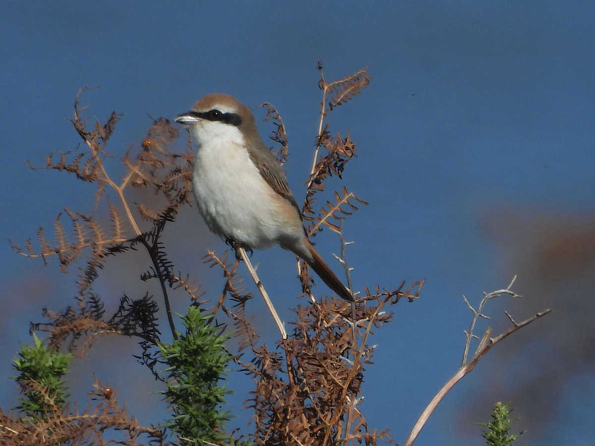 Red-tailed Shrike - ML643073697