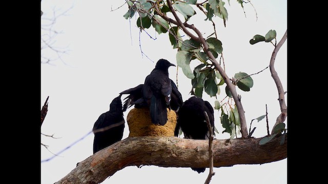 White-winged Chough - ML643073728