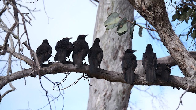 White-winged Chough - ML643073729