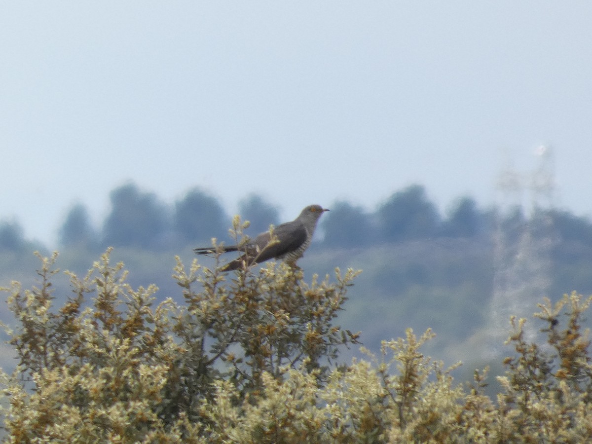 Common Cuckoo - ML643073740