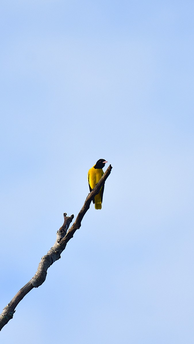 Black-hooded Oriole - ML643073767