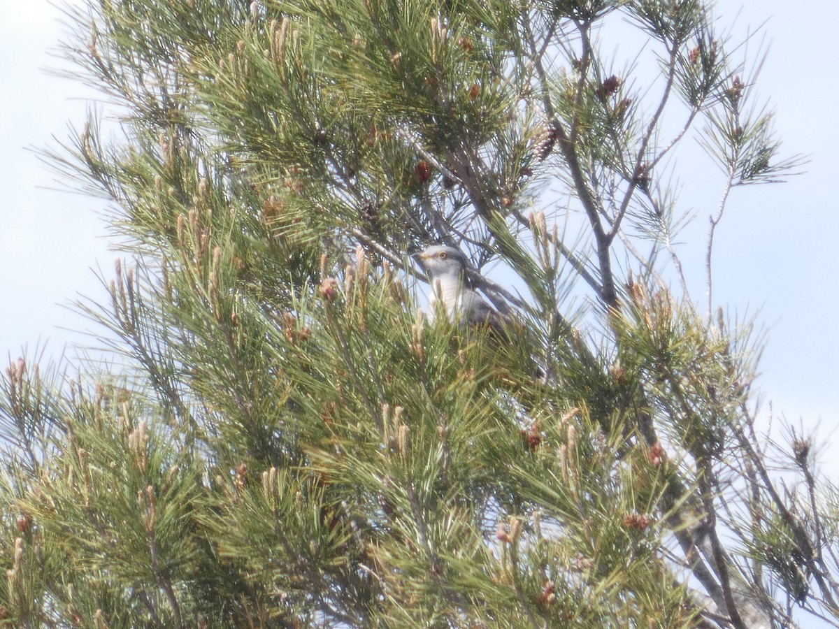 Common Cuckoo - ML643073771