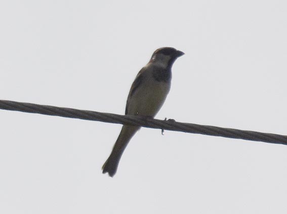 Plain-backed Sparrow - ML643073774