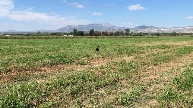 Northern Bald Ibis - ML643073777