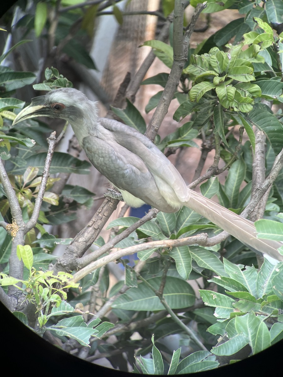 Indian Gray Hornbill - ML643073781