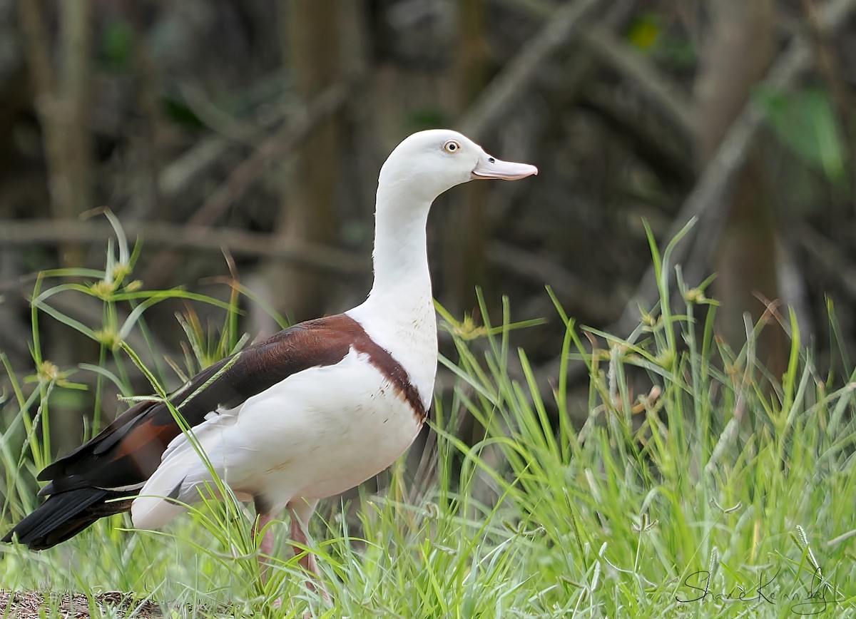 Radjah Shelduck - ML643073785