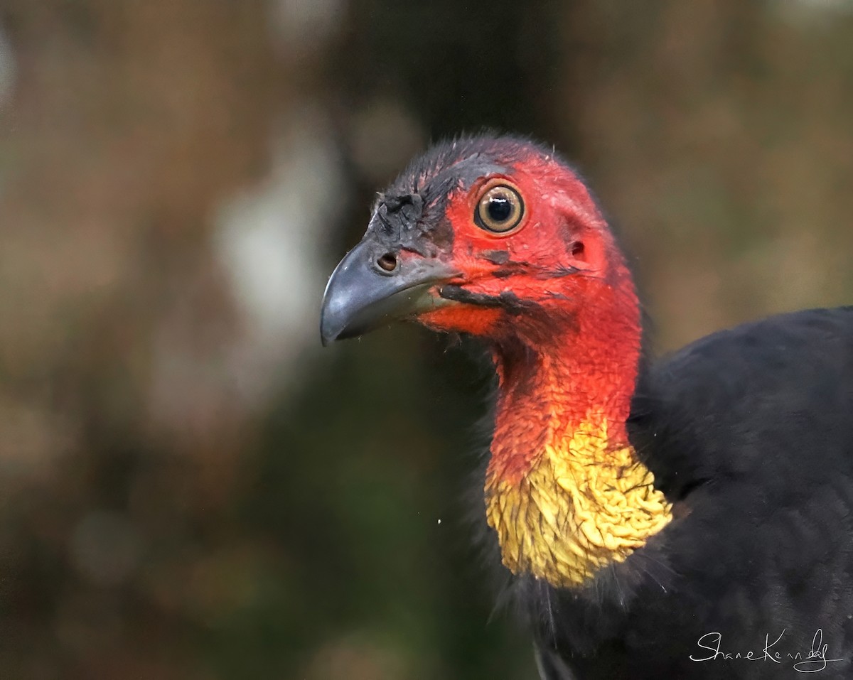 Australian Brushturkey - ML643073792