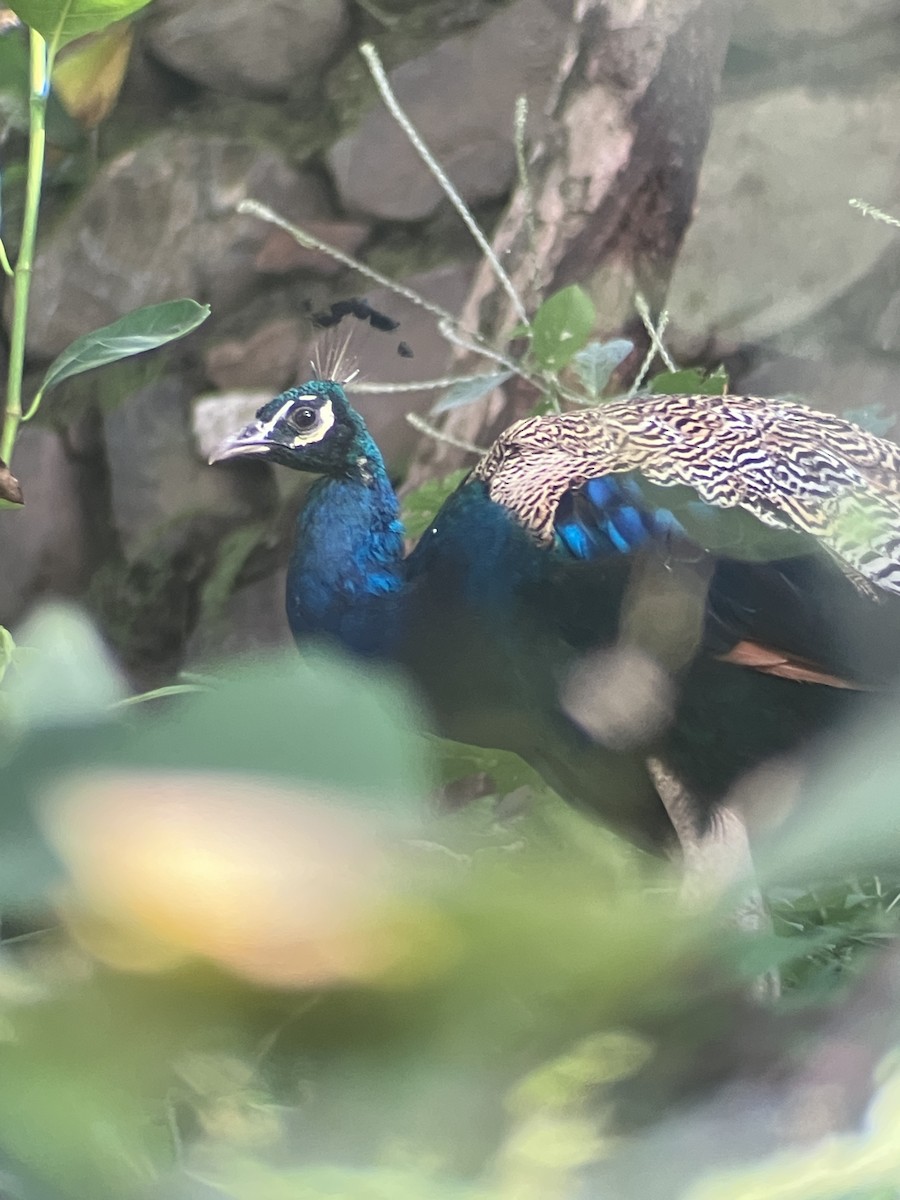 Indian Peafowl - ML643073794