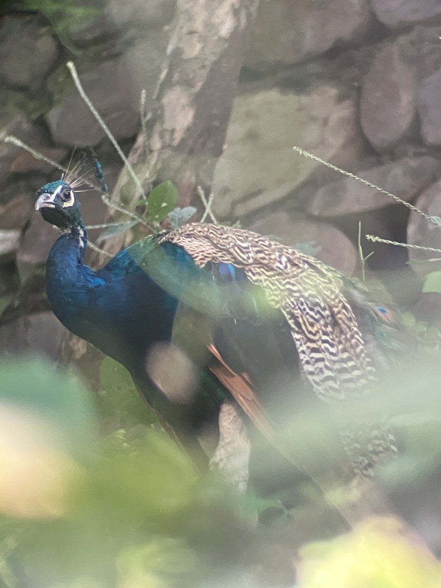 Indian Peafowl - ML643073795