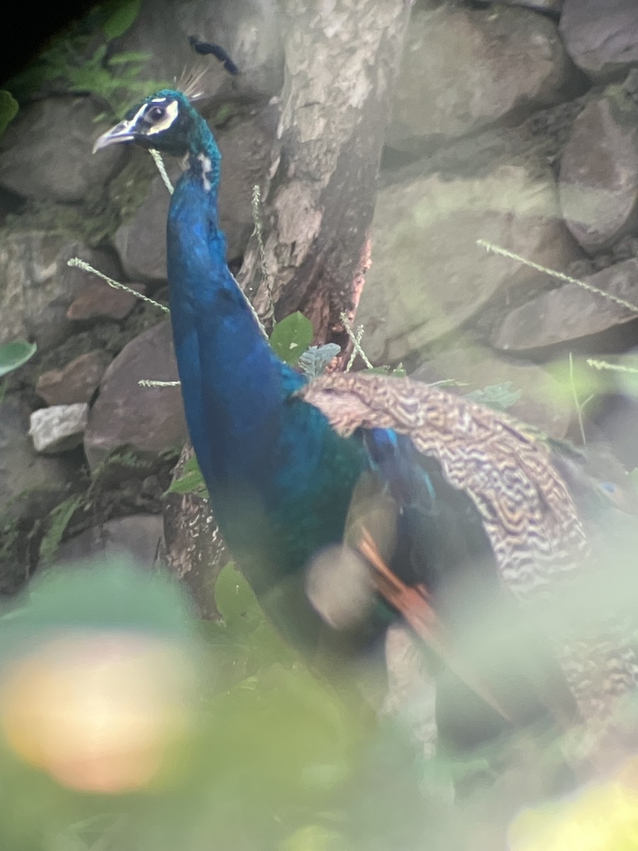 Indian Peafowl - ML643073796