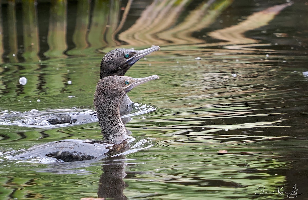 Little Black Cormorant - ML643073822