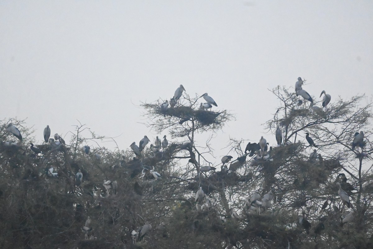 Asian Openbill - ML643073826