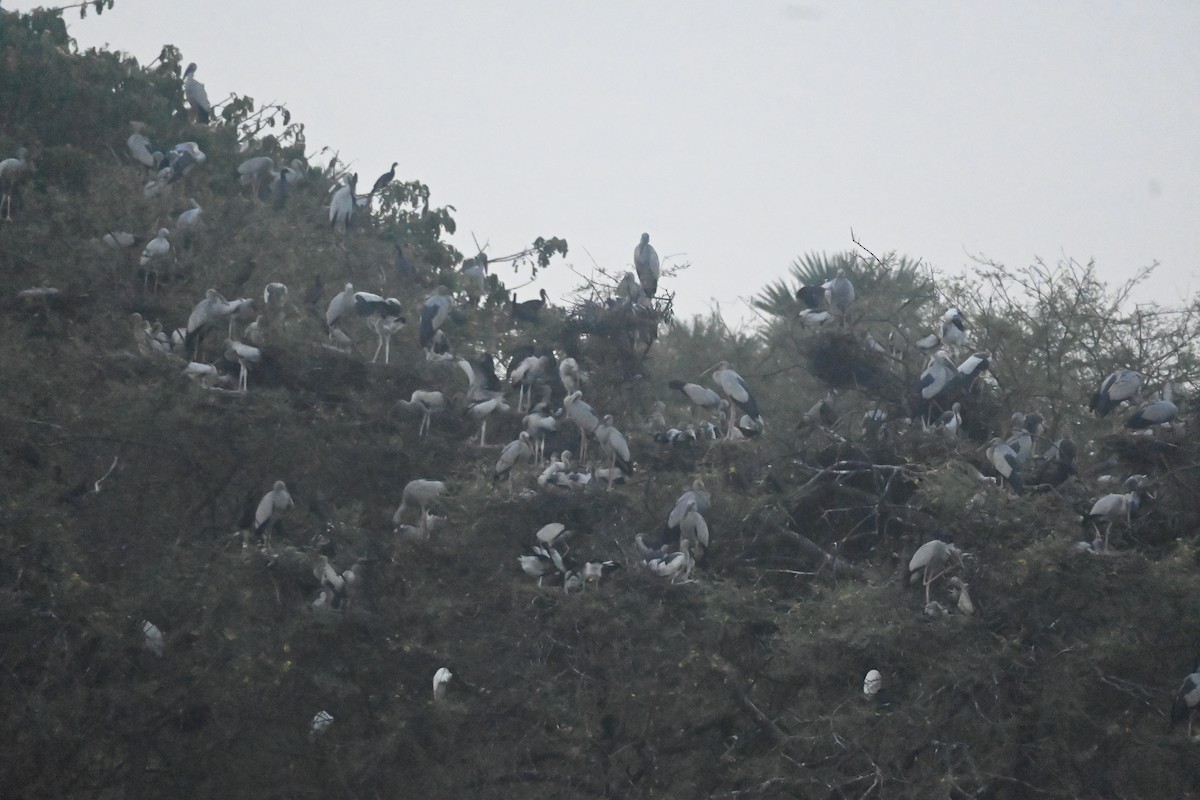 Asian Openbill - ML643073827