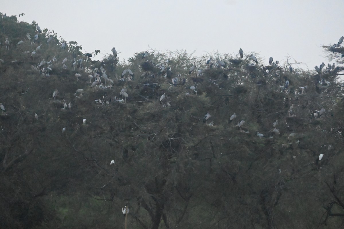 Asian Openbill - ML643073828
