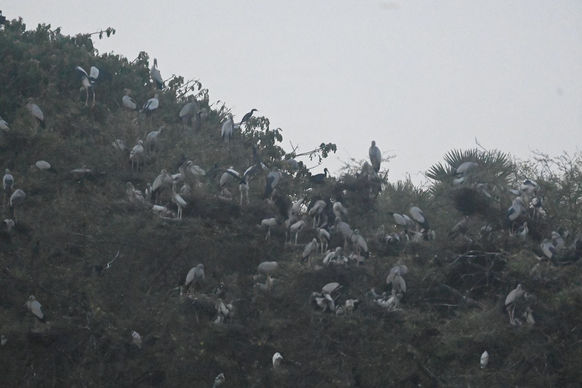 Asian Openbill - ML643073829