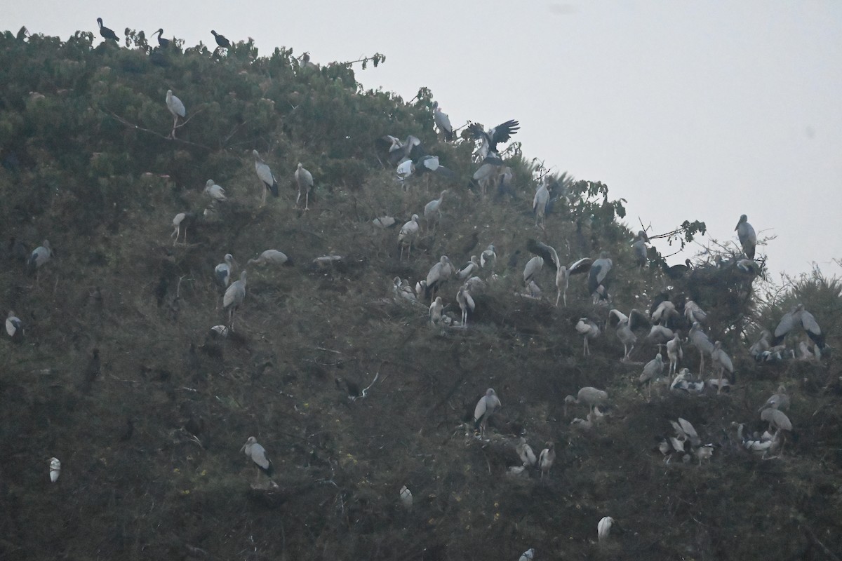 Asian Openbill - ML643073830