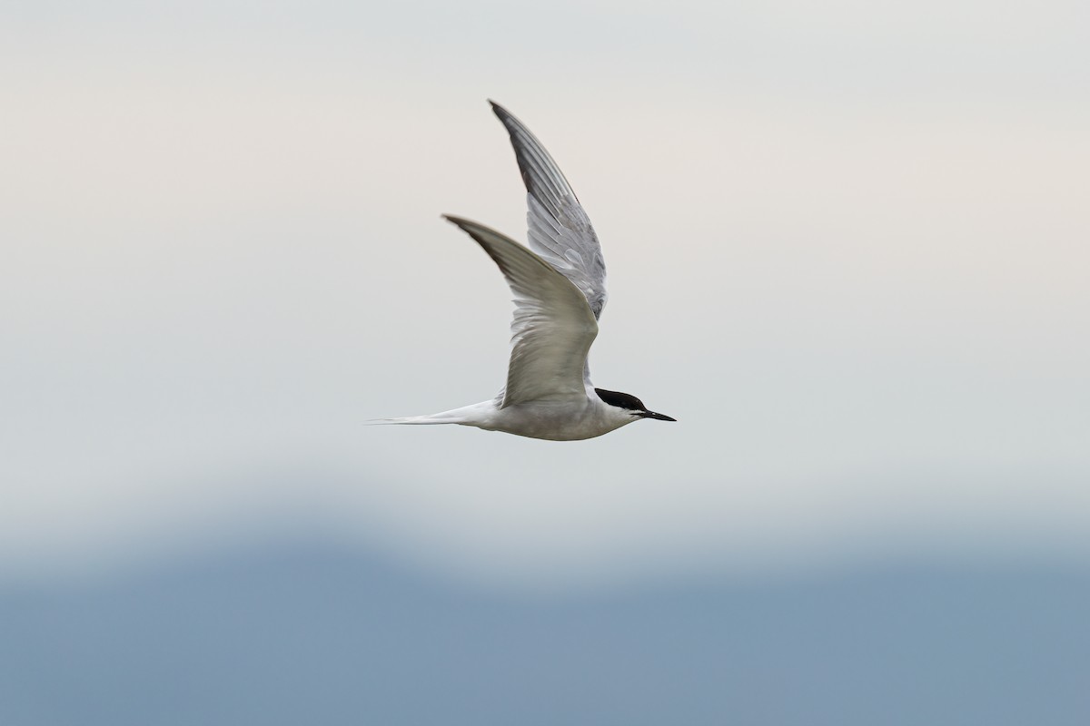 Common Tern - ML643073833