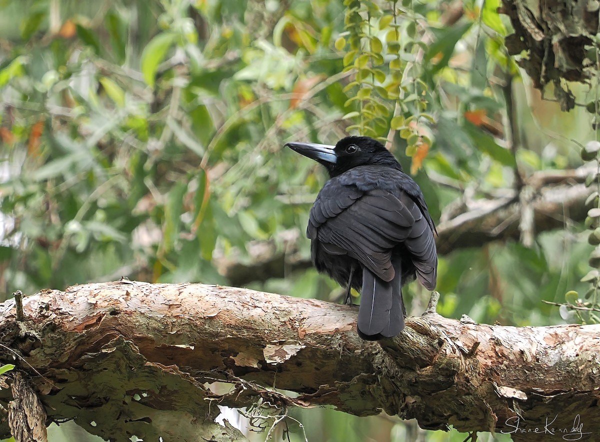 Black Butcherbird - ML643073836