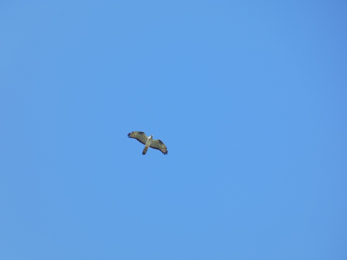 European Honey-buzzard - ML643073853