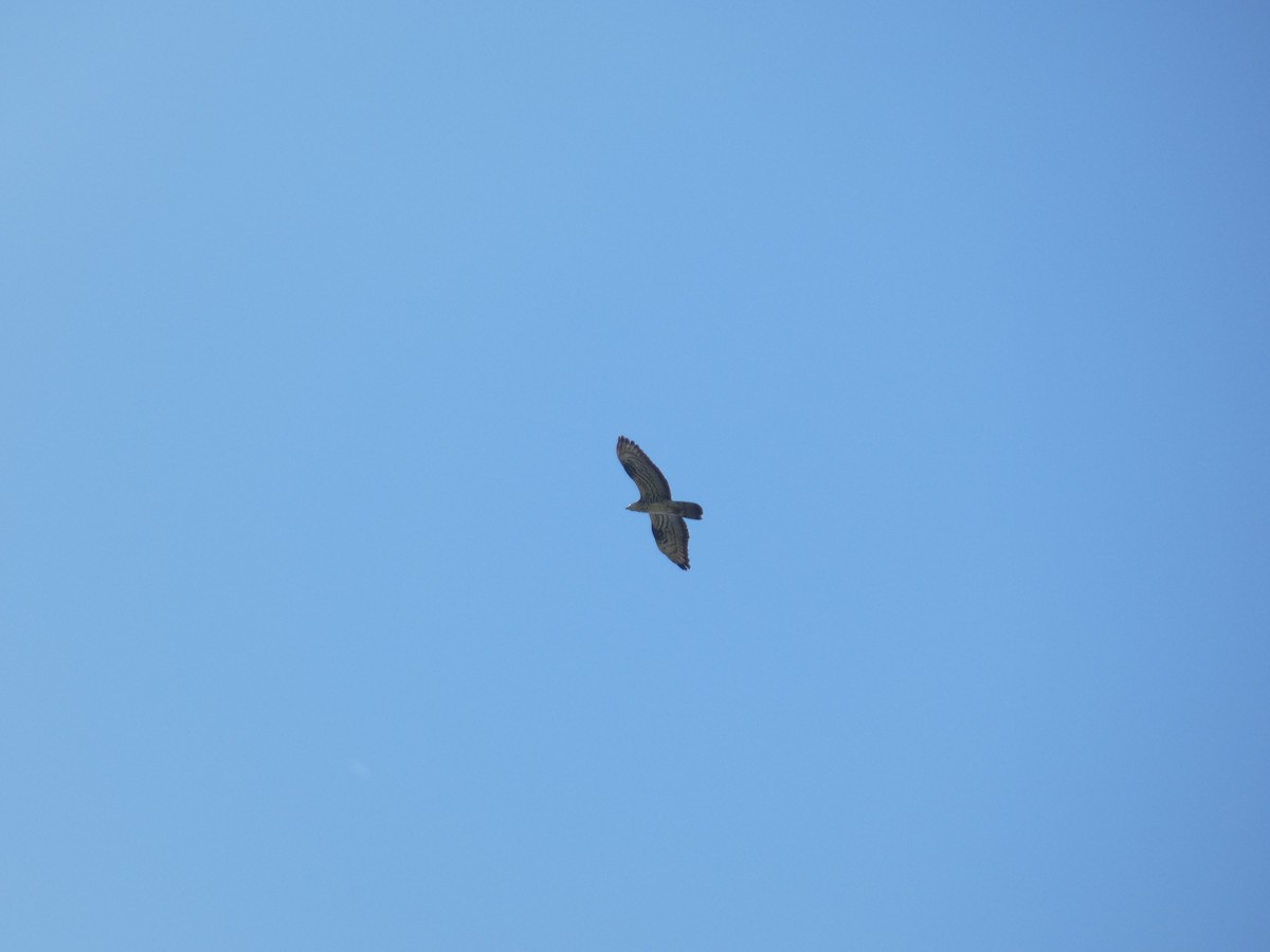 European Honey-buzzard - ML643073854