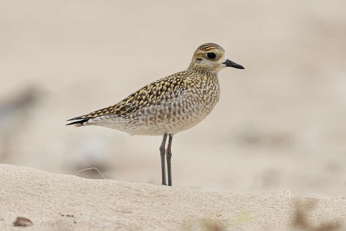 Pacific Golden-Plover - ML643073857
